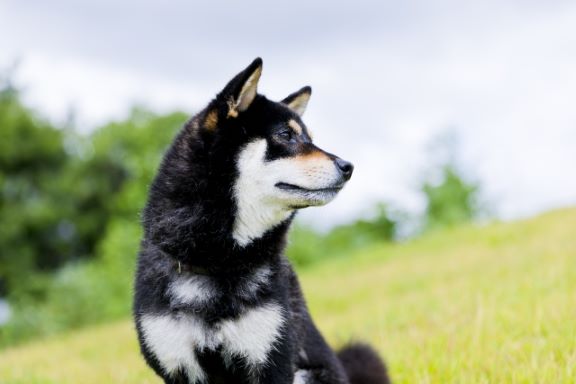 福岡のおすすめペットホテル16選 | 犬・猫・小動物 | ペットシッター  